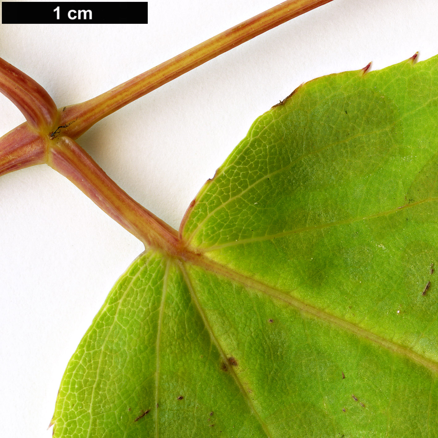 High resolution image: Family: Araliaceae - Genus: Aralia - Taxon: parasitica